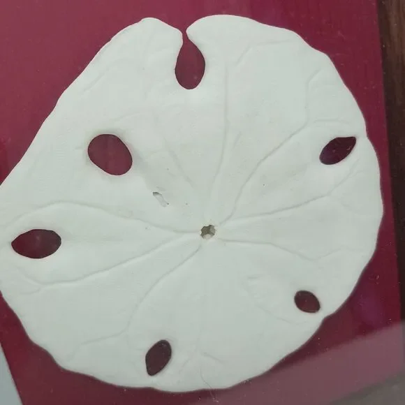 VNT Legend Of The Sand Dollar Maplewood Frame RED Shadowbox Decor Art Coastal